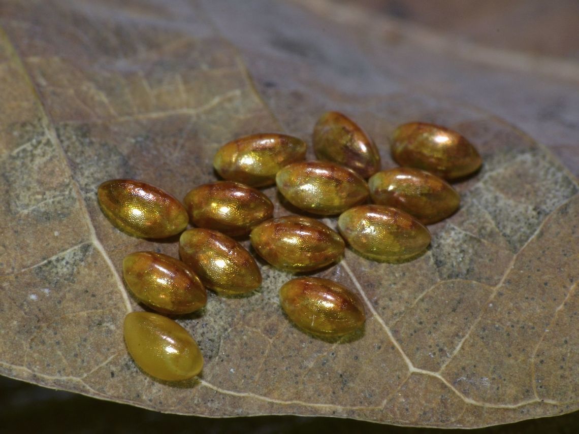 Golden Eggs Tiny Eggs, around 2-3 mm found in the garden of my sister's house.<br />
Check out the next Spotting for what they could be. Cheras,Coreidae,Eggs,Geotagged,Malaysia,Summer