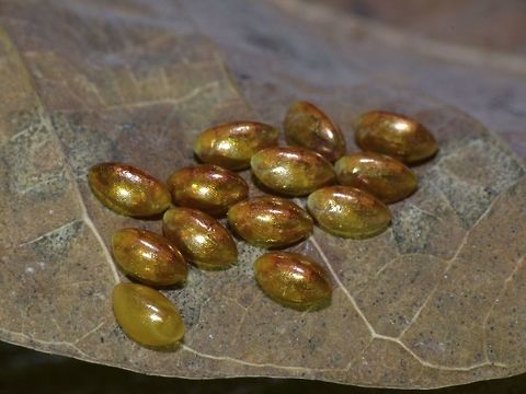 Golden Eggs Tiny Eggs, around 2-3 mm found in the garden of my sister's house.
Check out the next Spotting for what they could be. Cheras,Coreidae,Eggs,Geotagged,Malaysia,Summer