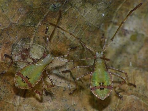 Nymphs of Leaf Footed Bugs - Coreidae This are the nymphs that hatched from the golden coloured eggs.
Saw the eggs the night before, took the pictures of them in the morning and by evening/night, the eggs hatched.
Size of nymphs around 3 mm, body size.

This is the pics of the eggs they hatched from :

https://www.jungledragon.com/image/51719/golden_eggs.html Coreidae,Geotagged,Leaf Fooeted Bugs,Malaysia,Nymphs,Summer
