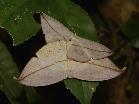 Hook-Tip Moth, Drepanidae Pair of Hook-Tip Moths, from the family of Drepanidae. Cameron Highlands,Drepanidae,Geotagged,Malaysia,Moth,Summer
