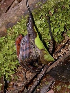 Mouhot's Rolled-Leaf Spider