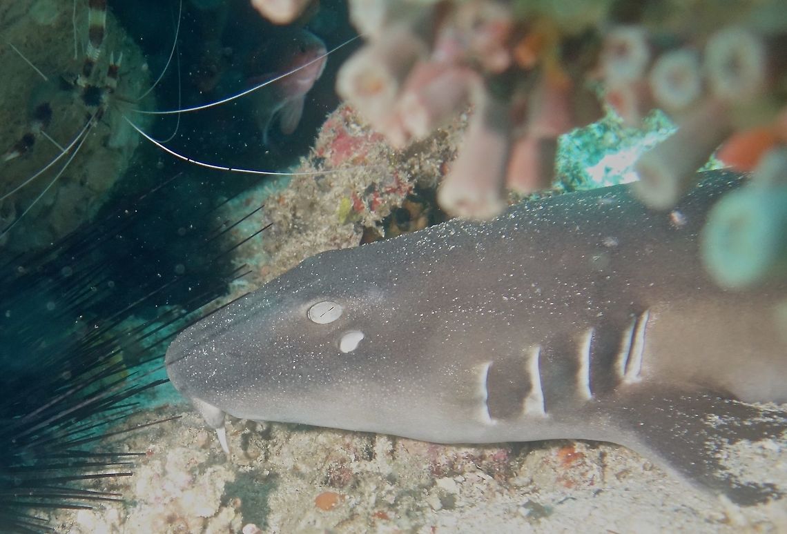 Nurse Shark - Nebrius ferrugineus This juvenile Nurse Shark - Nebrius ferrugineus was resting/hiding among some coral crevices when we saw it during day time.  They are usually only active at night when they come out to hunt. Anilao,Batangas,Geotagged,Nebrius ferrugineus,Nurse Shark,Philippines,Shark,Summer,Tawny nurse shark