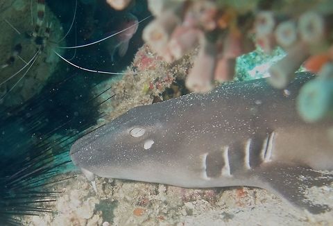 Nurse Shark - Nebrius ferrugineus This juvenile Nurse Shark - Nebrius ferrugineus was resting/hiding among some coral crevices when we saw it during day time.  They are usually only active at night when they come out to hunt. Anilao,Batangas,Geotagged,Nebrius ferrugineus,Nurse Shark,Philippines,Shark,Summer,Tawny nurse shark