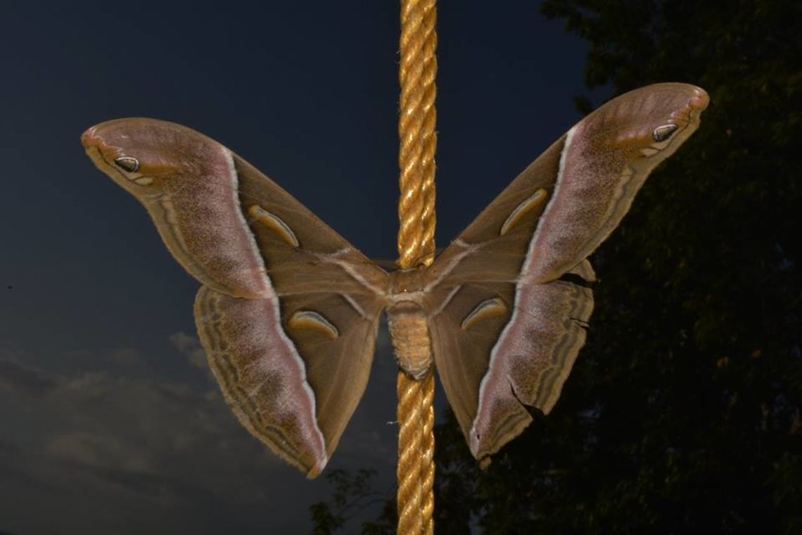 Giant Silk Moth - Samia luzonica This Giant Silk Moth - Samia luzonica was a surprise visitor to a dive resort that I was staying at in Anilao.<br />
It flew into the dining area and rested on a rope. Anilao,Batangas,Geotagged,Giant Silk Moth,Moth,Philippines,Samia luzonica,Silk Moth