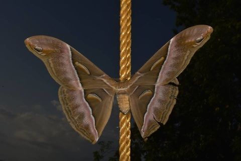 Giant Silk Moth - Samia luzonica This Giant Silk Moth - Samia luzonica was a surprise visitor to a dive resort that I was staying at in Anilao.
It flew into the dining area and rested on a rope. Anilao,Batangas,Geotagged,Giant Silk Moth,Moth,Philippines,Samia luzonica,Silk Moth