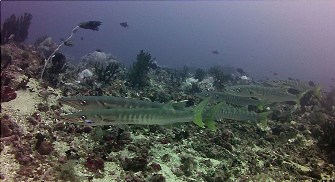 Pickhandle Barracudas - Sphyraena jello The Pickhandle Barracudas - Sphyraena jello are silvery with yellowish tail; long cylindrical and large underslung jaw with pointed teeth, about 20 wavy bars primarily on upper half of the body. Anilao,Barracuda,Batangas,Fish,Geotagged,Philippines,Pickhandle barracuda,Sphyraena jello