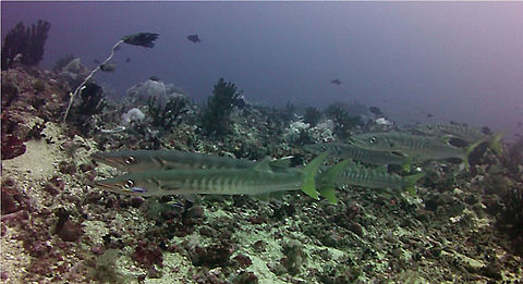 Pickhandle Barracudas - Sphyraena jello The Pickhandle Barracudas - Sphyraena jello are silvery with yellowish tail; long cylindrical and large underslung jaw with pointed teeth, about 20 wavy bars primarily on upper half of the body. Anilao,Barracuda,Batangas,Fish,Geotagged,Philippines,Pickhandle barracuda,Sphyraena jello