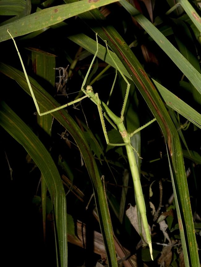 Stick Insect, Phasmid - Phasmotaenia sanchezi This is a female Phasmid of the species - Phasmotaenia sanchezi.<br />
Very large size, body length around 18-20 cm. Mostly green in colour, with serrated spines on her legs.<br />
Her end of abdomen is an elongated scoop like thing which she uses to 'flick' her eggs.<br />
The tiny brown patch in the picture is her super tiny wings, which she opens up she disturbed or touched, sort of a defensive mechanism but its strange since it is so tiny, it wouldn't scare of its predator. Banaue,Geotagged,Phasmid,Phasmotaenia sanchezi,Philippines,Stick Insect,Summer