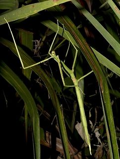 Stick Insect, Phasmid - Phasmotaenia sanchezi This is a female Phasmid of the species - Phasmotaenia sanchezi.
Very large size, body length around 18-20 cm. Mostly green in colour, with serrated spines on her legs.
Her end of abdomen is an elongated scoop like thing which she uses to 'flick' her eggs.
The tiny brown patch in the picture is her super tiny wings, which she opens up she disturbed or touched, sort of a defensive mechanism but its strange since it is so tiny, it wouldn't scare of its predator. Banaue,Geotagged,Phasmid,Phasmotaenia sanchezi,Philippines,Stick Insect,Summer