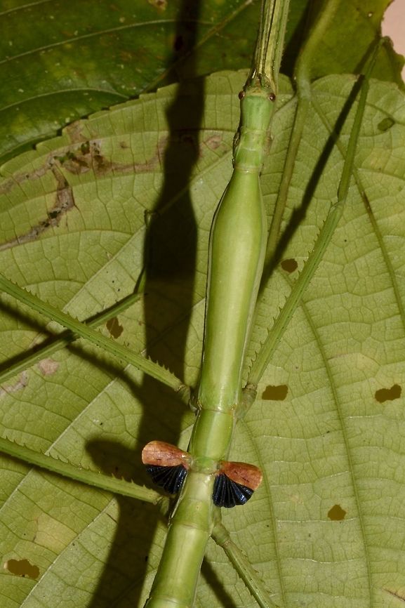 Tiny Wings This female Phasmid - Phasmotaenia sanchezi is around 18-20 cm body length but she has tiny wings of only around 1 cm! Banaue,Geotagged,Phasmid,Phasmotaenia sanchezi,Philippines,Stick Insect,Summer