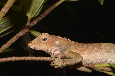 Oriental Garden Lizard - Calotes versicolor  Calotes versicolor,Geotagged,Lizard,Malaysia,Oriental Garden Lizard,Spring