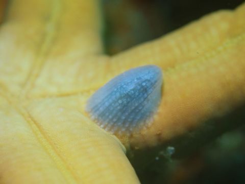 Sea Snail - Thyca crystallina This tiny Sea Snail - Sea Snail - Thyca crystallina of less than 1 cm are found on Sea Stars, specifically Linckia laevigata and Linckia multifora.

They are parasites that latches on the Sea Stars. Anilao,Batangas,Geotagged,Parasites,Philippines,Sea Snail,Snail,Spring,Thyca crystallina