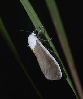 Tiger Moth - Creatonotos wilemani This Tiger Moth - Creatonotos wilemani are endemic to Philippines. Creatonotos wilemani,Fall,Geotagged,Moth,Nueva Vizcaya,Philippines,Tiger Moth