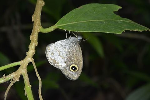 Ypthima sempera sempera Sub-species Ypthima sempera sempera.
According to the local Lepidoptera group, this is a dry season form. Butterfly,Fall,Geotagged,Nueva Vizacaya,Philippines,Ypthima sempera,Ypthima sempera sempera