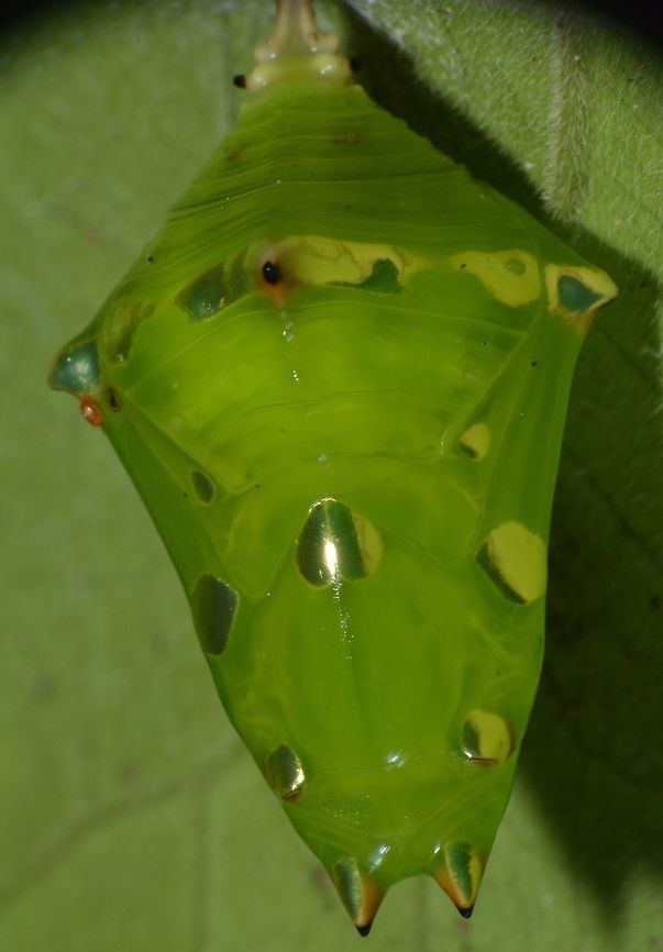 Chrysallis/Pupae of Tanaecia calliphorus calliphorus (Count) This is a Chrysallis of the sub-species of Count - Tanaecia calliphorus calliphorus.<br />
According to the local Lepidoptera group, this sub-species is the only species recorded under the genus Tanaecia found in Luzon Island.<br />
<br />
The adult Butterfly can be seen here :<br />
<br />
<figure class="photo"><a href="https://www.jungledragon.com/image/51734/count_-_tanaecia_calliphorus_calliphorus.html" title="Count - Tanaecia calliphorus calliphorus"><img src="https://s3.amazonaws.com/media.jungledragon.com/images/2994/51734_thumb.jpg?AWSAccessKeyId=05GMT0V3GWVNE7GGM1R2&Expires=1767225610&Signature=LqxOK8EPHUE8m8hz8jzATpi6Y4w%3D" width="200" height="138" alt="Count - Tanaecia calliphorus calliphorus This is a sub-species of Count - Tanaecia calliphorus calliphorus, the only species from the genus of Tanaecia that is recorded from the island of Luzon.<br />
<br />
The Chrysallis of this Butterfly can be seen here :<br />
<br />
https://www.jungledragon.com/image/51733/chrysallispupae_of_tanaecia_calliphorus_calliphorus_count.html<br />
<br />
It was seen on the same trail on the same day. Butterfly,Count,Fall,Geotagged,Nueva Vizcaya,Philippines,Tanaecia calliphorus,Tanaecia calliphorus calliphorus" /></a></figure><br />
<br />
It was seen on the same trail on the same day. Butterfly,Chrysallis,Fall,Geotagged,Nueva Vizcaya,Philippines,Pupae,Tanaecia calliphorus,Tanaecia calliphorus calliphorus