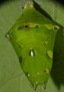 Tanaecia calliphorus