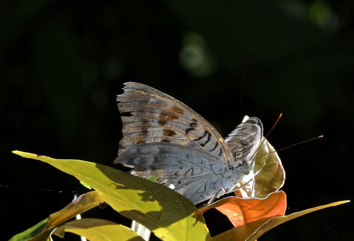 Count - Tanaecia calliphorus calliphorus This is a sub-species of Count - Tanaecia calliphorus calliphorus, the only species from the genus of Tanaecia that is recorded from the island of Luzon.<br />
<br />
The Chrysallis of this Butterfly can be seen here :<br />
<br />
<figure class="photo"><a href="https://www.jungledragon.com/image/51733/chrysallispupae_of_tanaecia_calliphorus_calliphorus_count.html" title="Chrysallis/Pupae of Tanaecia calliphorus calliphorus (Count)"><img src="https://s3.amazonaws.com/media.jungledragon.com/images/2994/51733_thumb.jpg?AWSAccessKeyId=05GMT0V3GWVNE7GGM1R2&Expires=1767225610&Signature=1L4zZ1ginfZ50Ma8jfLAAJoulsk%3D" width="106" height="152" alt="Chrysallis/Pupae of Tanaecia calliphorus calliphorus (Count) This is a Chrysallis of the sub-species of Count - Tanaecia calliphorus calliphorus.<br />
According to the local Lepidoptera group, this sub-species is the only species recorded under the genus Tanaecia found in Luzon Island.<br />
<br />
The adult Butterfly can be seen here :<br />
<br />
https://www.jungledragon.com/image/51734/count_-_tanaecia_calliphorus_calliphorus.html<br />
<br />
It was seen on the same trail on the same day. Butterfly,Chrysallis,Fall,Geotagged,Nueva Vizcaya,Philippines,Pupae,Tanaecia calliphorus,Tanaecia calliphorus calliphorus" /></a></figure><br />
<br />
It was seen on the same trail on the same day. Butterfly,Count,Fall,Geotagged,Nueva Vizcaya,Philippines,Tanaecia calliphorus,Tanaecia calliphorus calliphorus