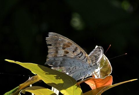 Count - Tanaecia calliphorus calliphorus This is a sub-species of Count - Tanaecia calliphorus calliphorus, the only species from the genus of Tanaecia that is recorded from the island of Luzon.

The Chrysallis of this Butterfly can be seen here :

https://www.jungledragon.com/image/51733/chrysallispupae_of_tanaecia_calliphorus_calliphorus_count.html

It was seen on the same trail on the same day. Butterfly,Count,Fall,Geotagged,Nueva Vizcaya,Philippines,Tanaecia calliphorus,Tanaecia calliphorus calliphorus