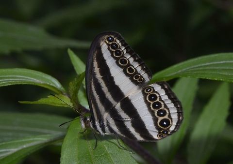 Striped Ringlets - Ragadia luzonia luzonia This is a sub-species of Striped Ringlets - Ragadia luzonia luzonia recorded from the island of Luzon. Butterfly,Fall,Geotagged,Nueva Vizcaya,Philippines,Ragadia luzonia,Ragadia luzonia luzonia,Striped Ringlets