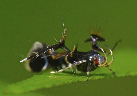Ant Mimicking Costmet Moth - Xestocasis sp Small Moth, less than 1 cm and spectacular in overall look.
The possible ID that I received from another forum is Xestocasis sp. Ant Mimicking Cosmet Moth,Costmet Moth,Fall,Geotagged,Moth,Nueva Vizcaya,Philippines