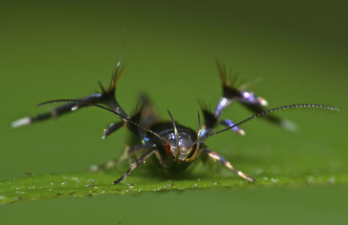 Ant Mimicking Cosmet  Moth - Xestocasis sp Picture of the same Moth, from different angle. Ant Mimicking Cosmet Moth,Cosmet Moth,Fall,Geotagged,Moth,Moth Week 2018,Nueva Vizcaya,Philippines