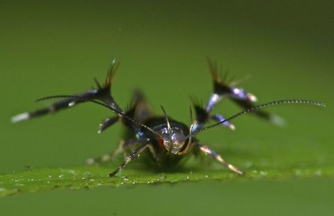 Ant Mimicking Cosmet  Moth - Xestocasis sp Picture of the same Moth, from different angle. Ant Mimicking Cosmet Moth,Cosmet Moth,Fall,Geotagged,Moth,Moth Week 2018,Nueva Vizcaya,Philippines