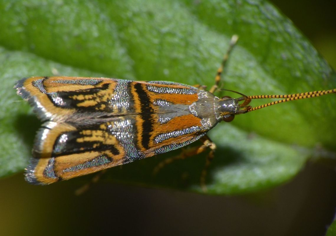 Long-Horned Moth - Tisis sp Small Moth, around 1 cm body size.<br />
The ID I received from another forum was Tisis sp. Fall,Geotagged,Long-Horned Moth,Moth,Nueva Vizcaya,Philippines,Tisis,Tisis sp