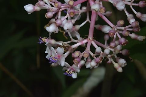 Philippine Orchid - Medinilla magnifica This is a bunch of the Philippine Orchid - Medinilla magnifica flowers.
Close-up of an individual flower can be seen here :

https://www.jungledragon.com/image/51739/philippine_orchid_-_medinilla_magnifica.html Fall,Flower,Geotagged,Medinilla,Medinilla magnifica,Nueva Vizcaya,Philippine Orchid,Philippines