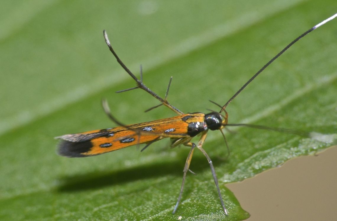 Cosmet Moth - Cosmopterix sp Tiny Cosmet Moth, less than 1 cm.<br />
The ID I received from another forum was Cosmopterix sp Cosmet Moth,Cosmopterix,Cosmopterix sp,Fall,Geotagged,Moth,Nueva Vizcaya,Philippines,moth week 2018