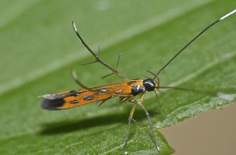 Cosmet Moth - Cosmopterix sp Tiny Cosmet Moth, less than 1 cm.
The ID I received from another forum was Cosmopterix sp Cosmet Moth,Cosmopterix,Cosmopterix sp,Fall,Geotagged,Moth,Nueva Vizcaya,Philippines,moth week 2018