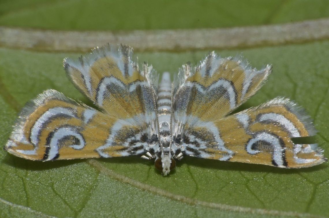 Crambid Moth - Musotima sp.  Crambid Moth,Fall,Geotagged,Moth,Musotima,Musotima sp,Nueva Vizcaya,Philippines