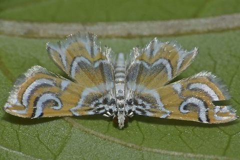 Crambid Moth - Musotima sp.  Crambid Moth,Fall,Geotagged,Moth,Musotima,Musotima sp,Nueva Vizcaya,Philippines