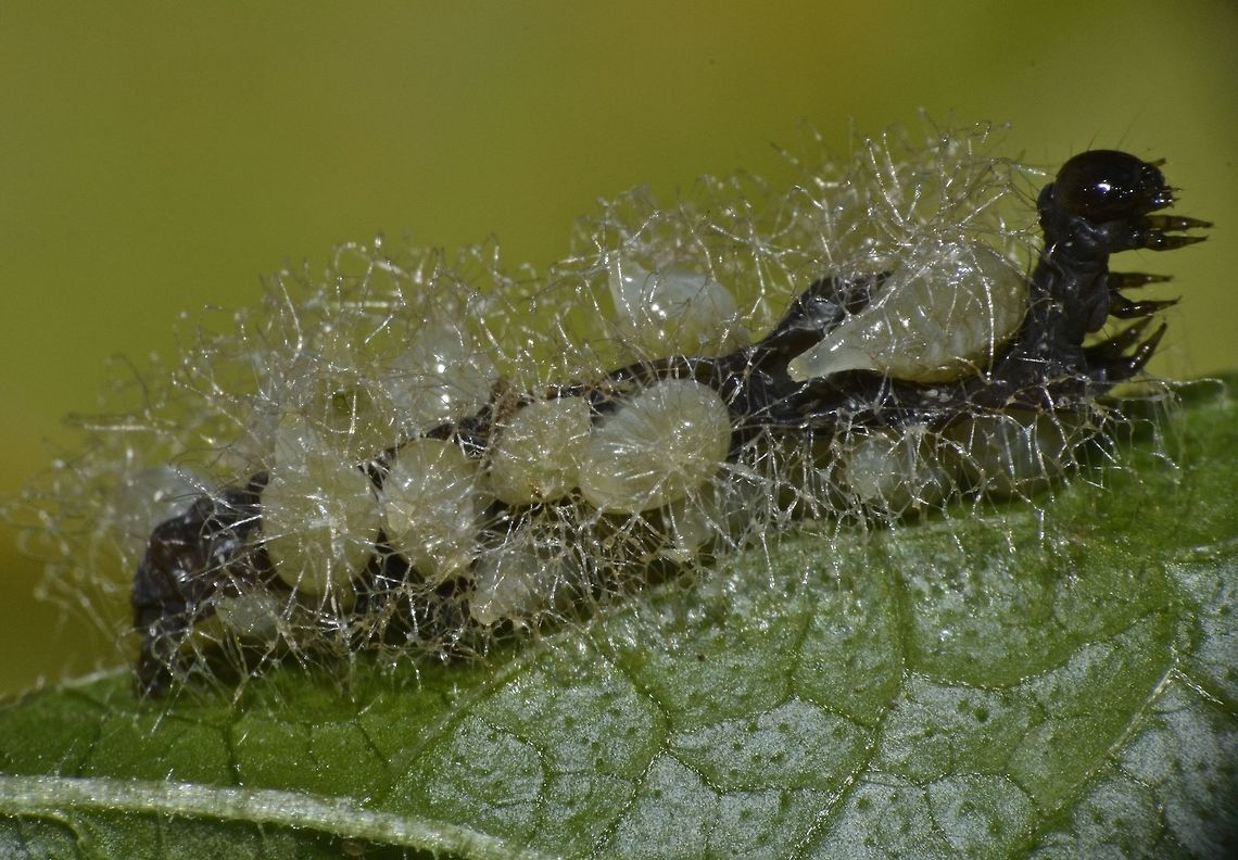 Caterpillar with Parasites  Caterpillar,Fall,Geotagged,Nueva Vizcaya,Philippines,parasites