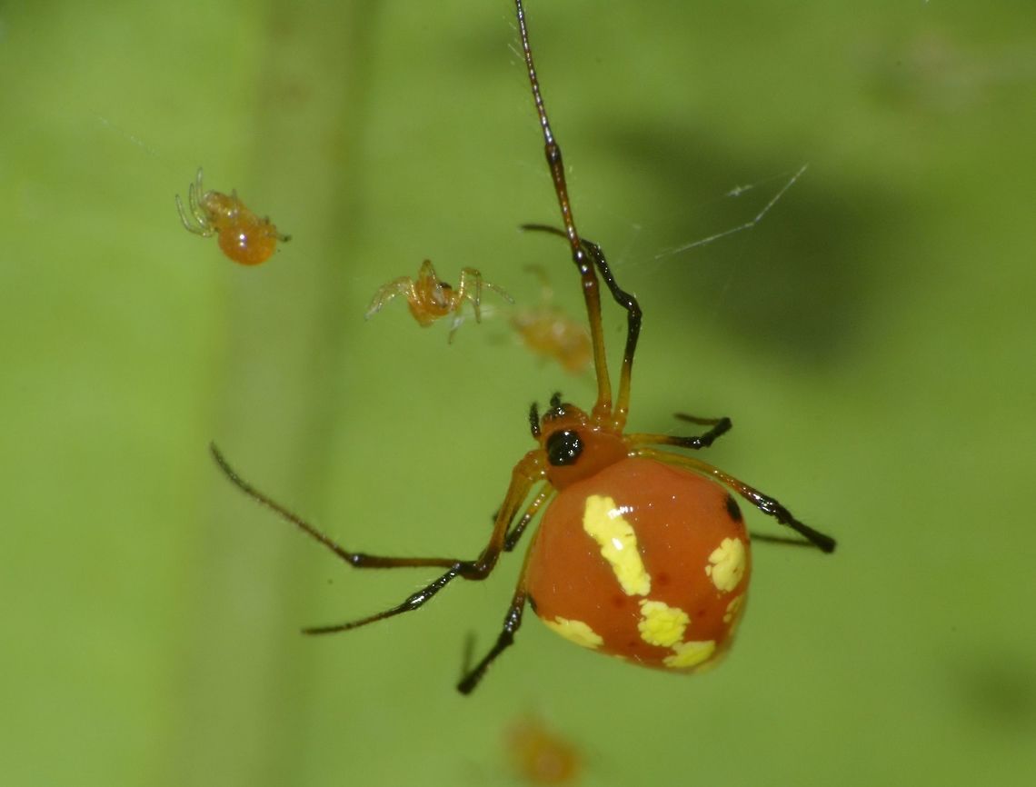 Mother & her Babies - Theridula sp. This female Spider is very small, less than 1 cm and she is guarding her babies.<br />
 Fall,Geotagged,Nueva Vizcaya,Philippines,Spider,Theridula,Theridula sp