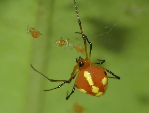 Mother & her Babies - Theridula sp. This female Spider is very small, less than 1 cm and she is guarding her babies.
 Fall,Geotagged,Nueva Vizcaya,Philippines,Spider,Theridula,Theridula sp