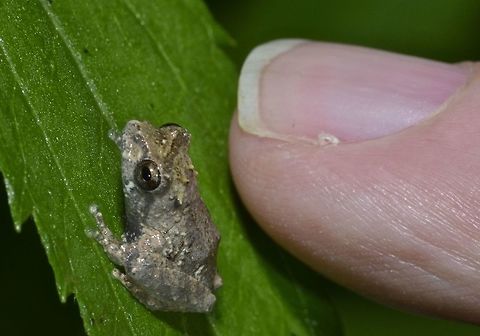 Baby Frog - Philautus surdus This baby Frog - Philautus surdus is endemic to Philippines, found in the montane forest. Fall,Frog,Geotagged,Nueva Vizcaya,Philautus surdus,Philippines