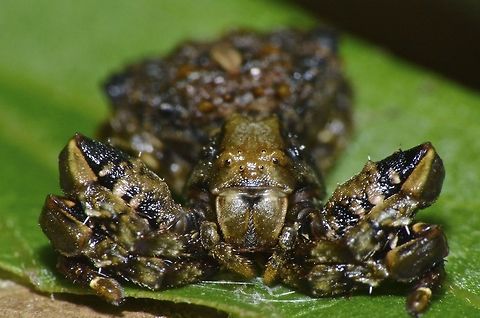 Bird's Dropping Crab Spider - Phrynarachne sp  Bird's Dropping Crab Spider,Crab Spider,Fall,Geotagged,Nueva Vizcaya,Philippines,Phrynarachne,Phrynarachne sp,Spider