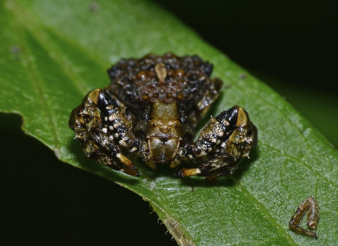 Bird's Dropping Crab Spider - Phrynarachne sp Another picture of the same Spider at wider view, it has just finished having a meal, note the left over leg on the right. Bird's Dropping Crab Spider,Crab Spider,Fall,Geotagged,Nueva Vizcaya,Philippines,Phrynarachne,Phrynarachne sp,Spider