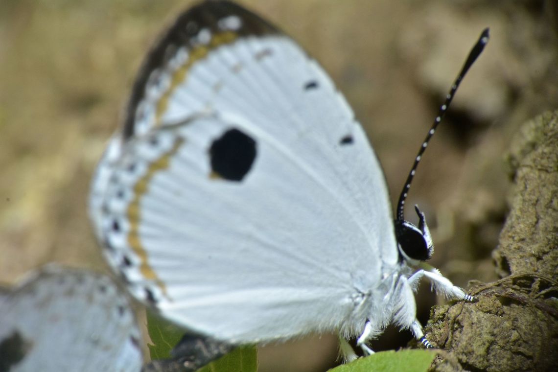 Forest Quaker - Phitecops corvus corax This is a sub-species of Forest Quaker - Phitecops corvus corax, recorded from the island of Luzon, Philippines. Butterfly,Fall,Forest Quaker,Geotagged,Nueva Vizcaya,Philippines,Phitecops corvus corax,Pithecops corvus