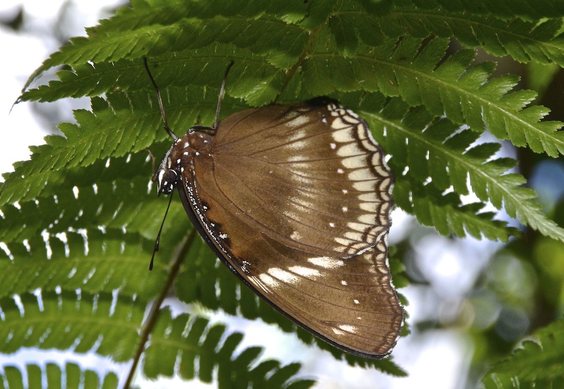 Common Eggfly - Hypolimnas bolina philippensis Female Common Eggfly Butterfly of the sub-species Hypolimnas bolina philippensis Butterfly,Common Eggfly,Fall,Geotagged,Hypolimnas bolina philippensis,Nueva Vizcaya,Philippines