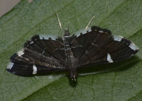 Crambid Moth - Diathrausta profundalis Noted from Wikipedia this species is found from Ambon Island but received the ID from local Lepidoptera group.
So not sure if it is for sure the correct ID. Crambid Moth,Diathrausta profundalis,Fall,Geotagged,Moth,Nueva Vizcaya,Philippines