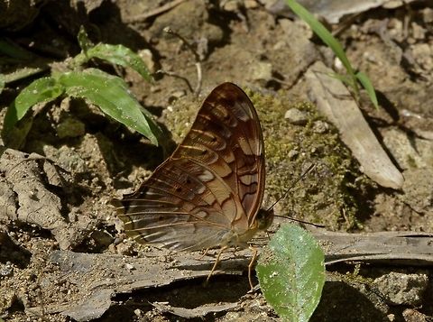 Vagrant - Vagrans sinha sinha Sub-species of Vagrant - Vagrans sinha sinha Butterfly,Fall,Geotagged,Nueva Vizcaya,Philippines,Vagrans sinha,Vagrans sinha sinha,Vagrant