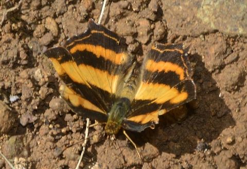 Common Jester - Symbrenthia sp Possible IDs that I received from a local Lepidoptera group are :
- Symbrenthia lilaea thimo Fruhstorfer 1907 or 
- Symbrenthia hippoclus galepsus Fruhstorfer 1908 Butterfly,Common Jester,Fall,Geotagged,Nueva Vizcaya,Philippines,Symbrenthia,Symbrenthia sp