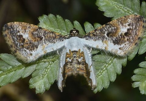 Epiplemine Moth - Europlema semibrunnea Small Moth, around 1.5 cm wing span. Epiplemine Moth,Europlema semibrunnea,Fall,Geotagged,Moth,Nueva Vizcaya,Philippines