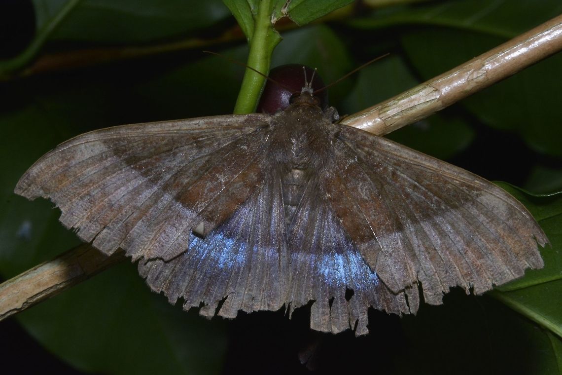 Erebid Moth - Ischyja sp.  Erebid Moth,Fall,Geotagged,Ischyja,Ischyja sp,Moth,Nueva Vizcaya,Philippines