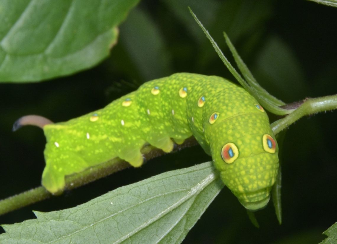 Caterpillar of Hawkmoth A beautiful and cute Caterpillar of Hawkmoth.<br />
Am still surprised not able to get the ID for this one, so hopefully someone at JD can help out :D Caterpillar,Fall,Geotagged,Hawkmoth,Nueva Vizcaya,Philippines