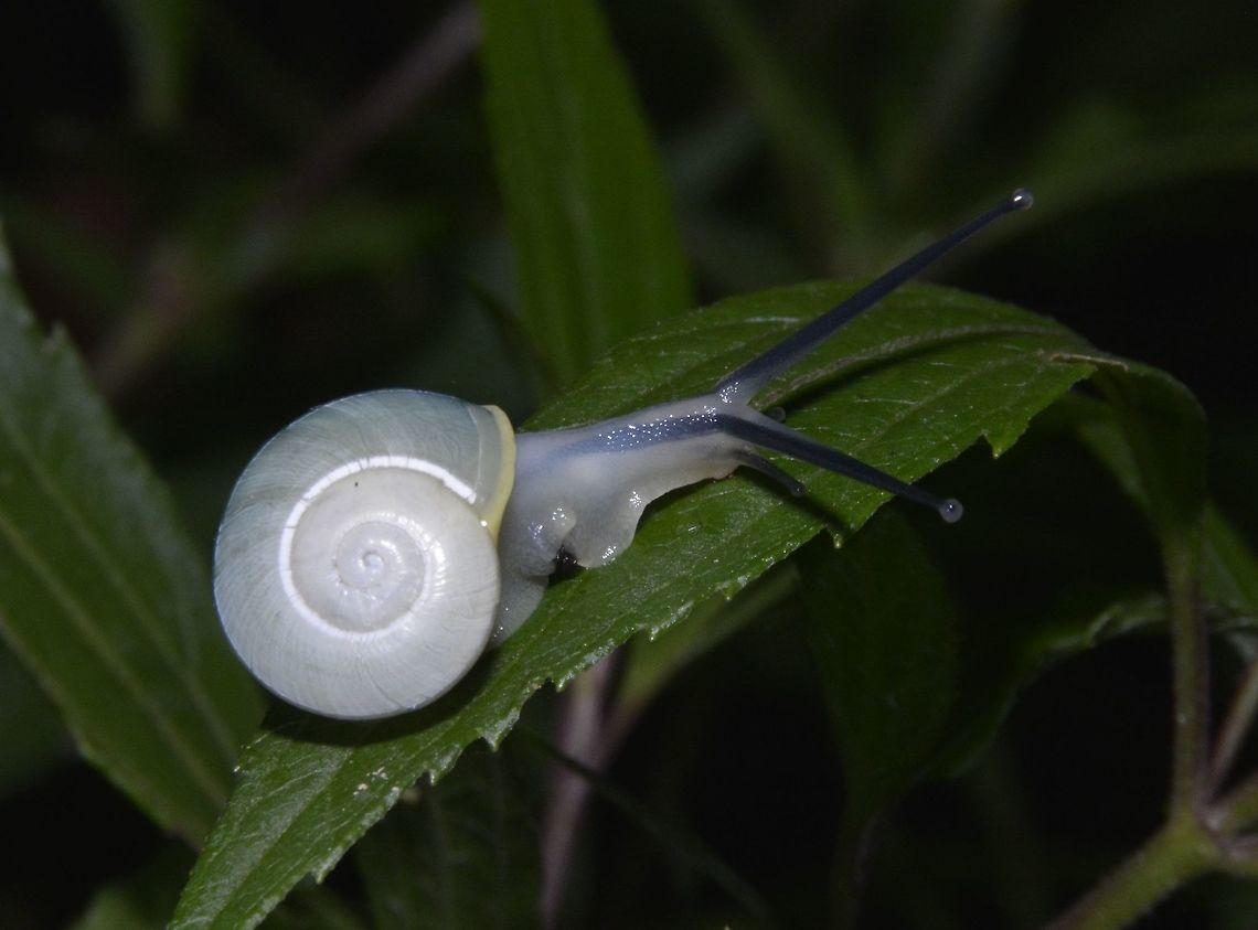 White Snail Snail with white shell and also white body but the eyestalk is black in colour. Fall,Geotagged,Nueva Vizcaya,Philippines,Snail