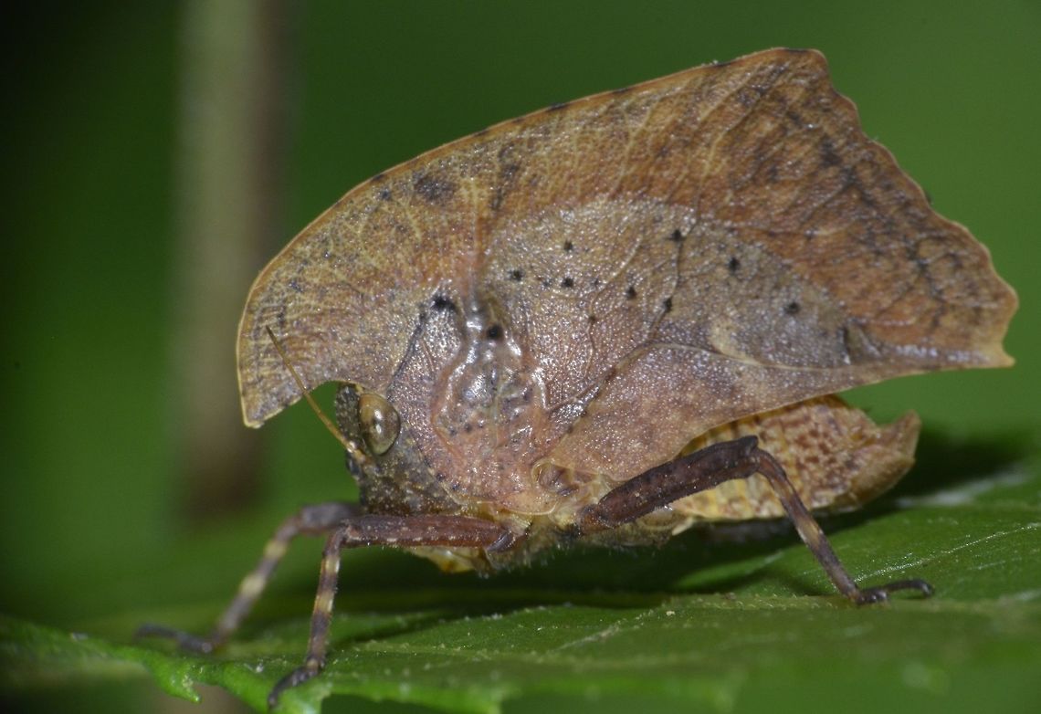 Dead Leaf Mimicking Grasshopper This small Grasshopper seems to be mimicking dead leaf but also looks like it is wearing a helmet of ancient soldiers.<br />
<br />
Update : Information I received from a Taxanomist specialising in Tetrigidae, this is still a undescribed species likely from the genus Hypsaeus or Hymenotes. Chorotypus,Chorotypus sp,Dead Leaf Mimicking Grasshopper,Fall,Geotagged,Grasshopper,Nueva Vizcaya,Philippines
