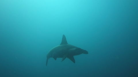 Scalloped Hammerhead Shark - Zygaena lewini  Geotagged,Indonesia,Lombok,Scalloped Hammerhead Shark,Scalloped hammerhead,Shark,Sphyrna lewini,Winter