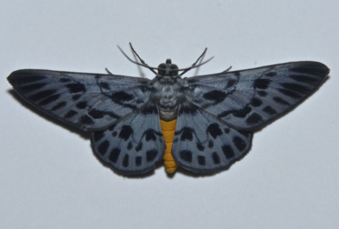 Geometrid Moth - Craspedosis arycandata  Craspedosis arycandata,Geometrid Moth,Geotagged,Kubah,Malaysia,Moth,Sarawak,Winter,moth week 2018